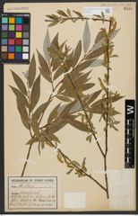 Foto von Salix alba L.
